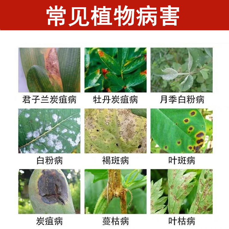 农药杀菌剂百菌清蓝袋果树蔬菜草莓炭疽病褐斑病霜霉病土壤消毒剂