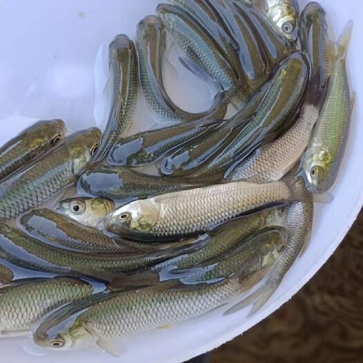 佛山草鱼苗，快大易养抗病能力强，规格齐全