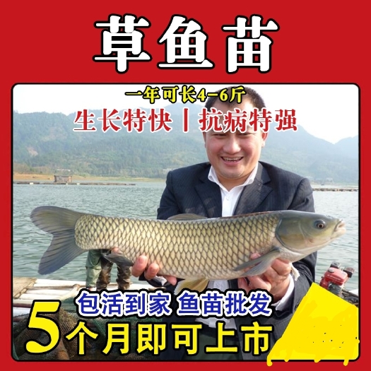 长沙草鱼苗草鱼水花苗草鱼鱼苗淡水养殖