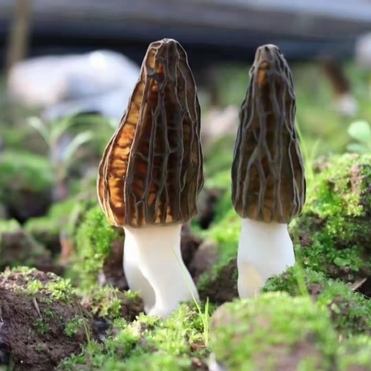 羊肚菌