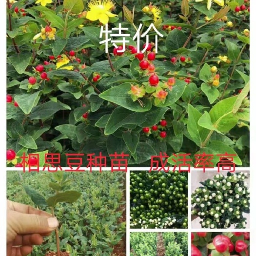 昆明 火龙珠种苗 观果植物四季庭院盆栽相小苗园林绿化易成活