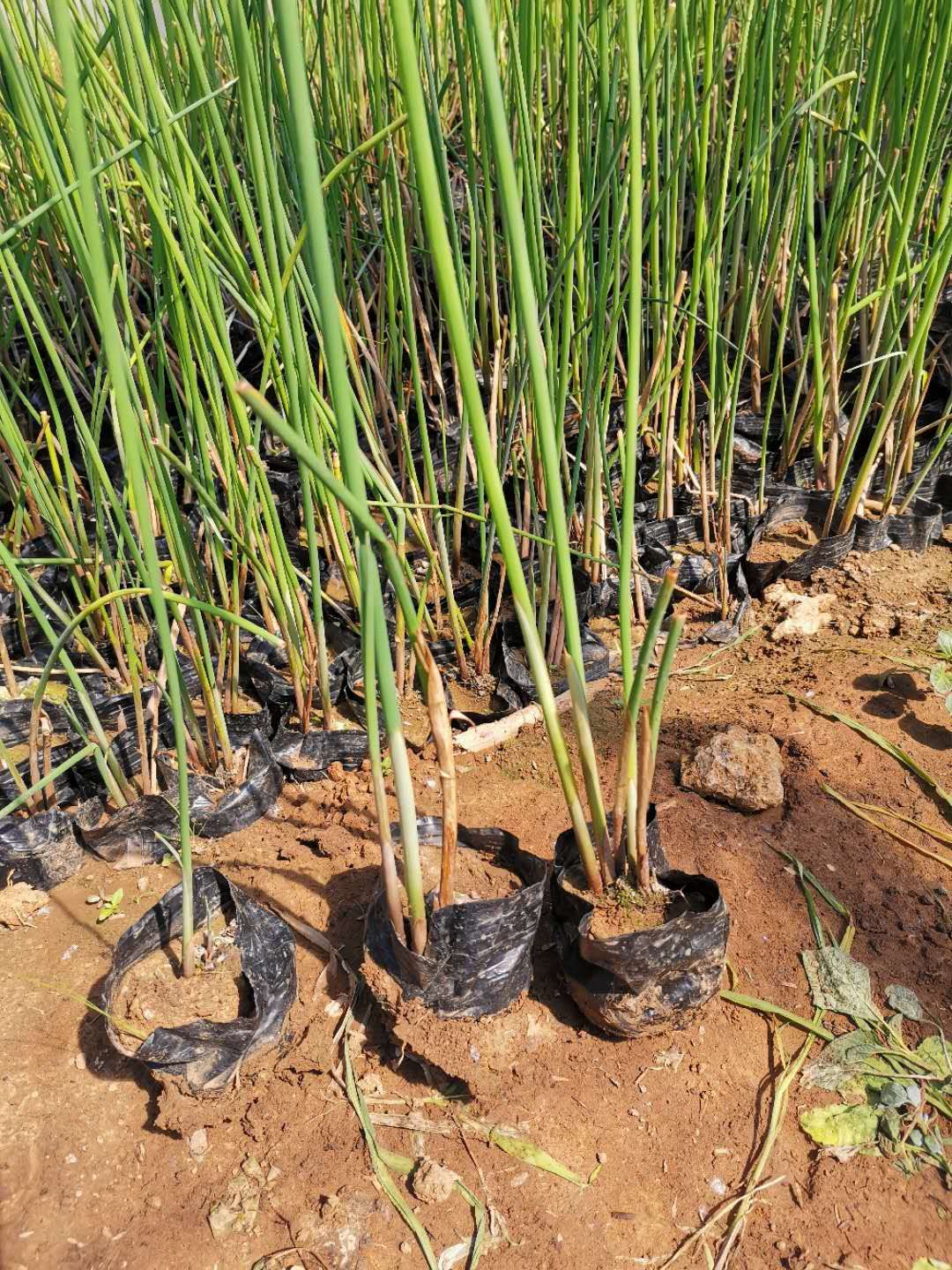 工程绿化用水葱杯苗出售 水葱价格 水葱产地 水葱供应商