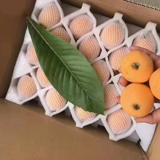 莆田精品果大果莆田四大名果之一枇杷高山枇杷