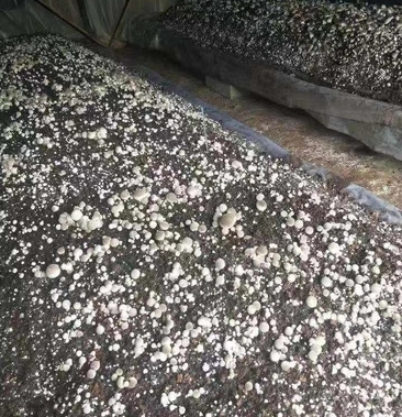 曲周县草菇菌种 草菇原种栽培种草菇种一草菇菌包孢脚菇种子兰花菇种子
