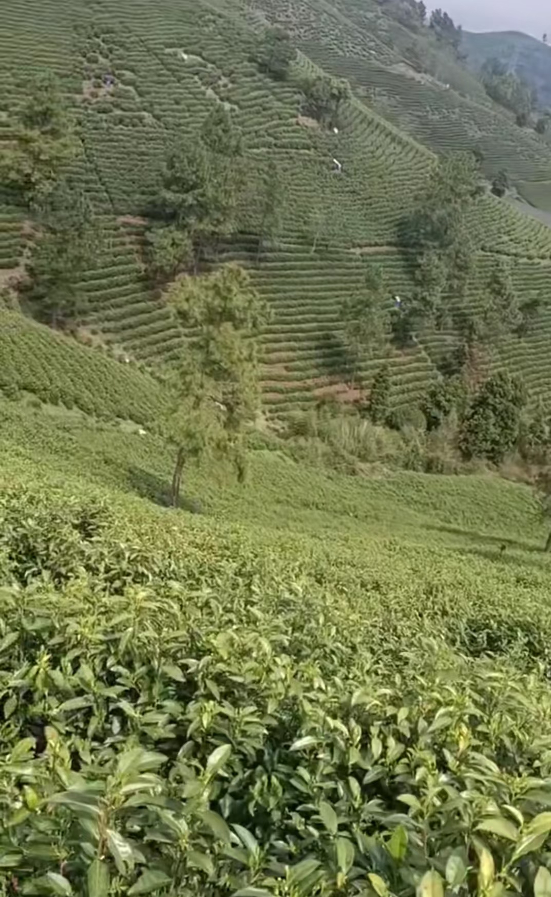 安吉白茶 明前茶 实惠散装 安吉高山白茶 茶农自产自销