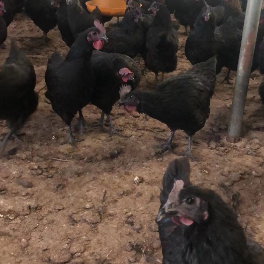 肉鸡 放养五黑鸡  老水130天以上   均重3.234斤只