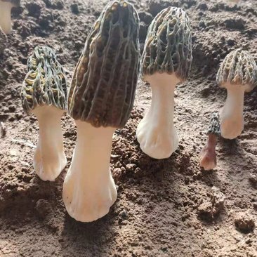 曲周县 羊肚菌菌种六妹，七妹川羊肚菌母种原种栽培种一级二级三级种