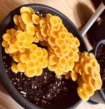 曲周县榆黄蘑菌种喻黄菌包黄平菇菌种