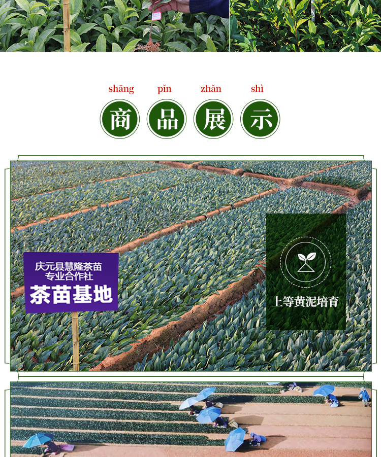 福鼎大白茶树苗 福安大白 茶苗树 绿茶品种茶树苗南方种植茶叶