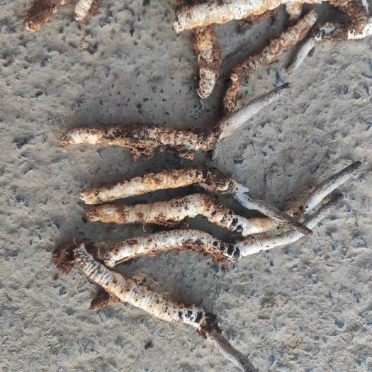 长沙冬虫夏草 亚香棒