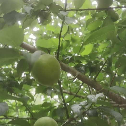 陆河县青梅 广东省汕尾市陆河县
