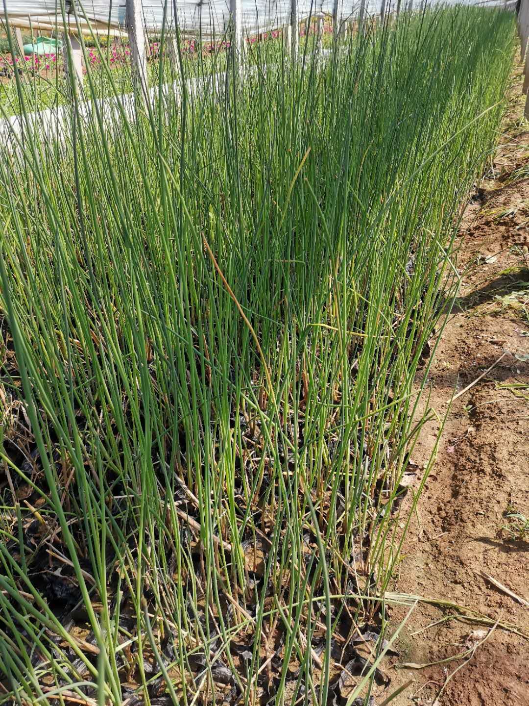 工程绿化用水葱杯苗出售 水葱价格 水葱产地 水葱供应商