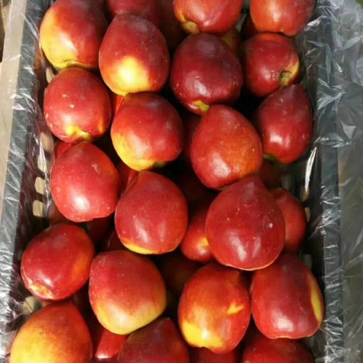 红油桃 中油4号，5号，：19号油桃大量上市，  要的联系了