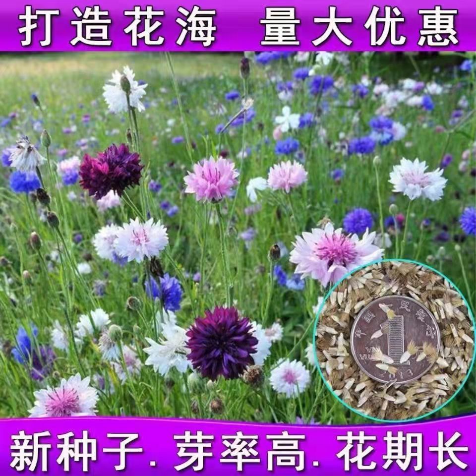 灌云县矢车菊种子，矢车菊花卉种子混色单色花海景观庭院绿化易活易活