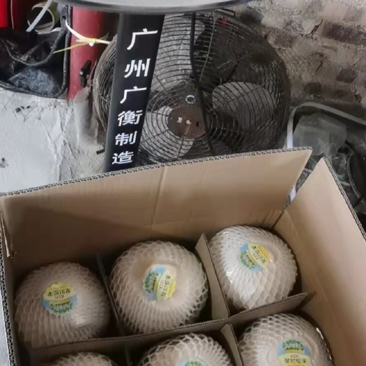 琼海市海南椰子批发长期合作价格优惠