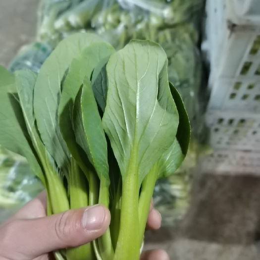 太和县精品上海青