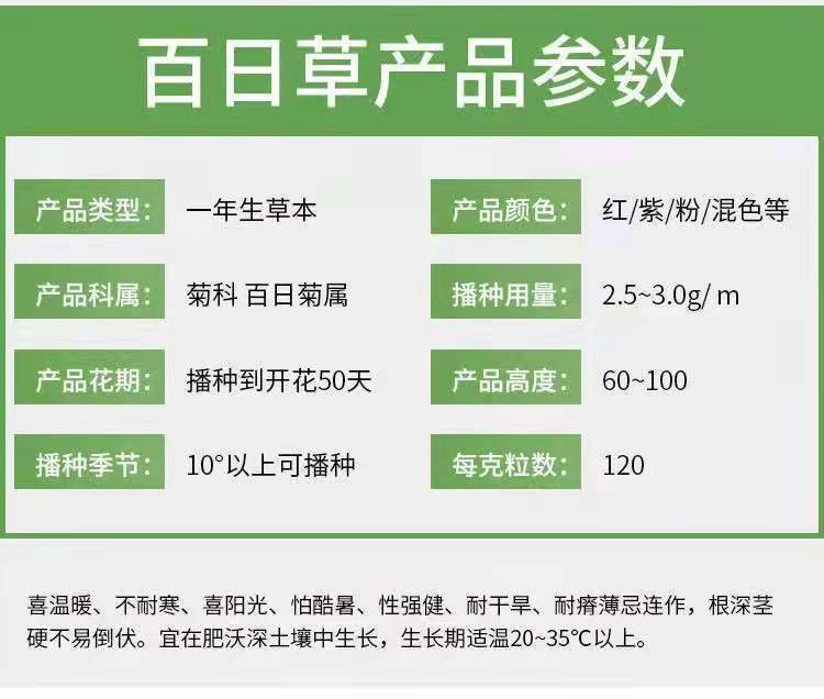 百日草種子  百日草花種子混色單色百日菊易活花籽四季開花庭院