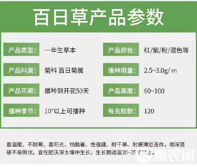 百日草种子  百日草花种子混色单色百日菊易活花籽四季开花庭院