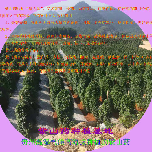 兴义市紫山药 贵州省黔西南布依族苗族自治州兴义市 70~90cm