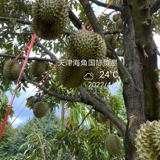 景洪市 泰国金枕榴莲