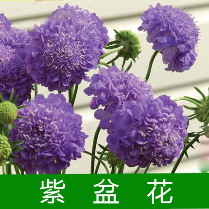 沭阳县紫盆花种子 轮峰菊种子松虫草山萝卜花籽可切花庭院室内景观花