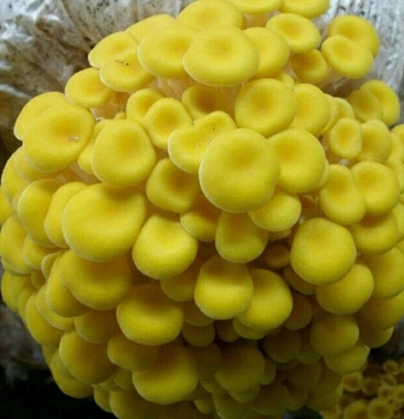 曲周县 榆黄蘑菌种榆黄蘑菌包黄平菇菌种鸡油菌菌包