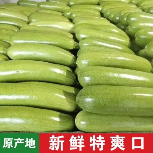 费县绿皮西葫芦 山东费县西湖楼大量上市  承接商超合作 代收代发