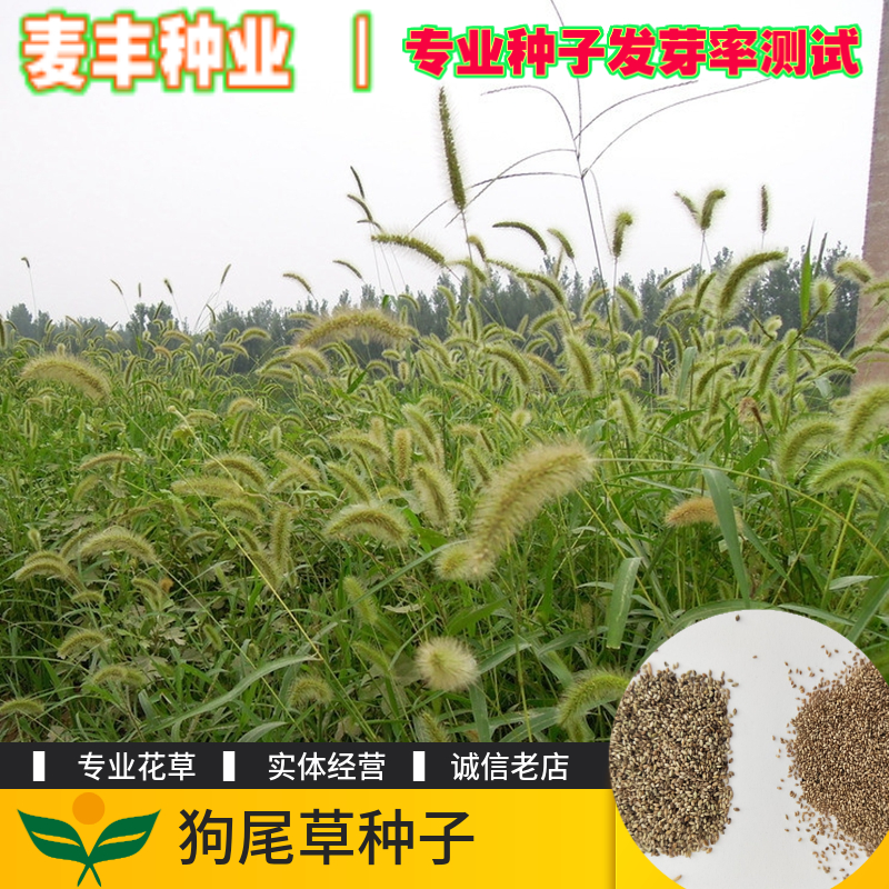南京狗尾草种子 狗尾巴草稗子草种子 牛驴马羊饲料草种 干草燃料用