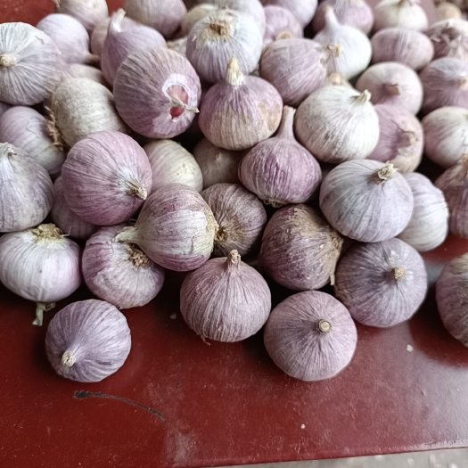高原大蒜香蒜红皮蒜紫皮蒜农家自种2公分以上独头蒜口感香辣