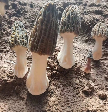 曲周县羊肚菌菌种 