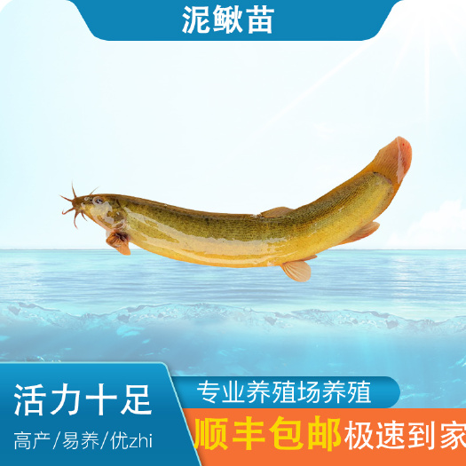 江门泥鳅苗 量大从优 泥鳅水花 泥鳅  基地直销