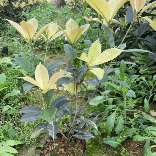 厦门珍珠彩叶桂 彩叶桂