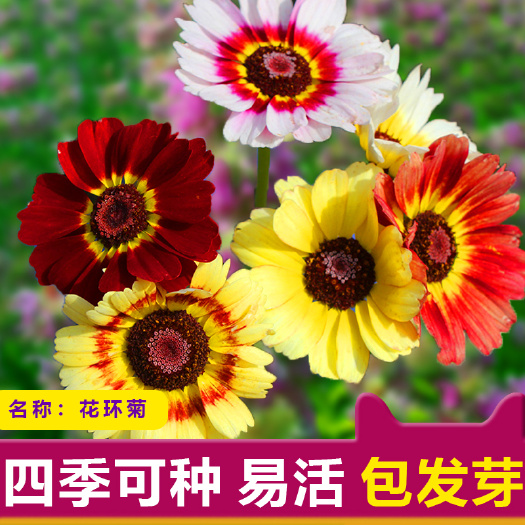 沭阳县花环菊种子三色菊花种子混色花籽庭院公园观赏花海提供种植技术