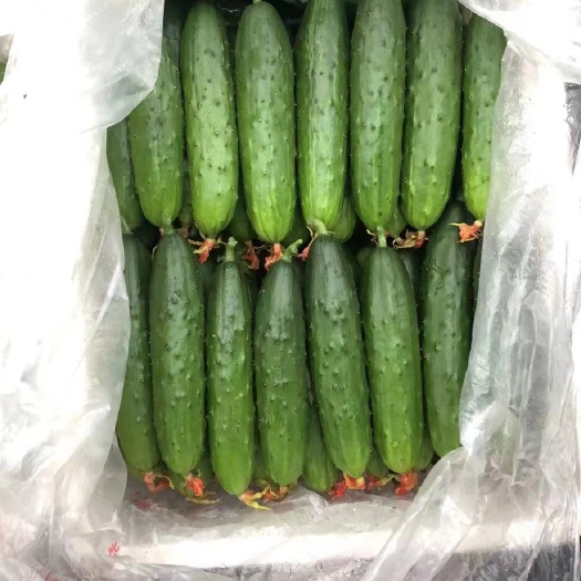 荆门精品旱黄瓜有货！