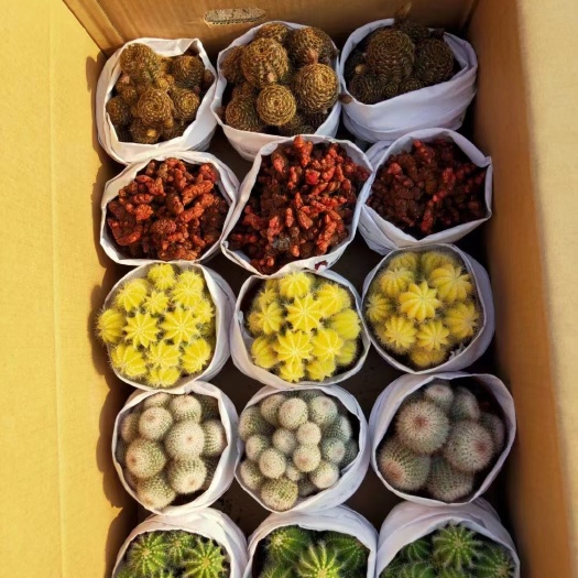 漳州多肉组合 多肉植物