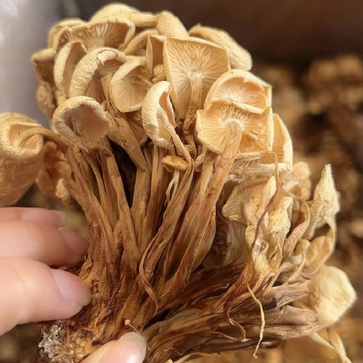 成都茶树菇，干货茶树菇，一件40斤味道鲜美，一手货源