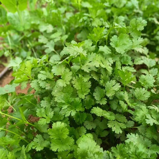 永清县香菜 新鲜，鲜嫩