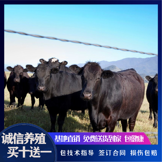 梁山县 安格斯牛犊 种牛怀孕母牛 常年供应品质保障全国包送到家包健康