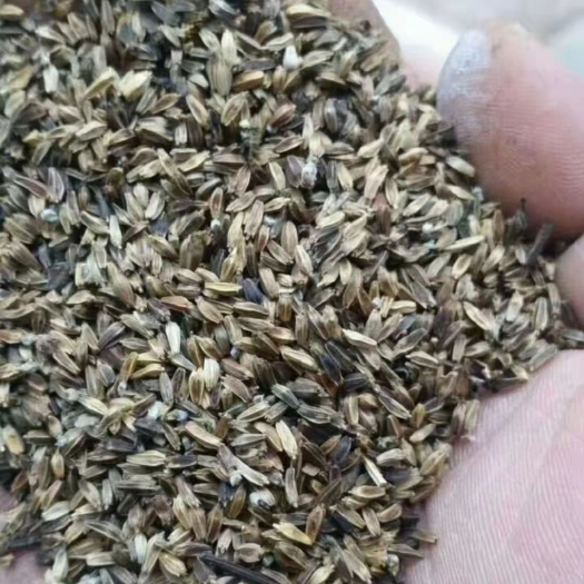 盐源县续断种子2022新种出芽率百分之八十以上