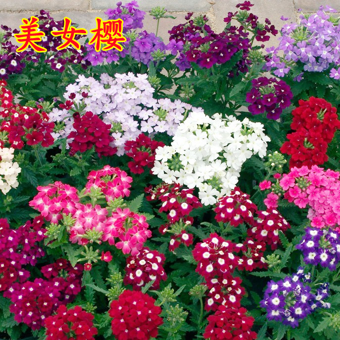 沭阳县美女樱种子四季易种花庭院园林景观花海工程绿化花籽提供种植技