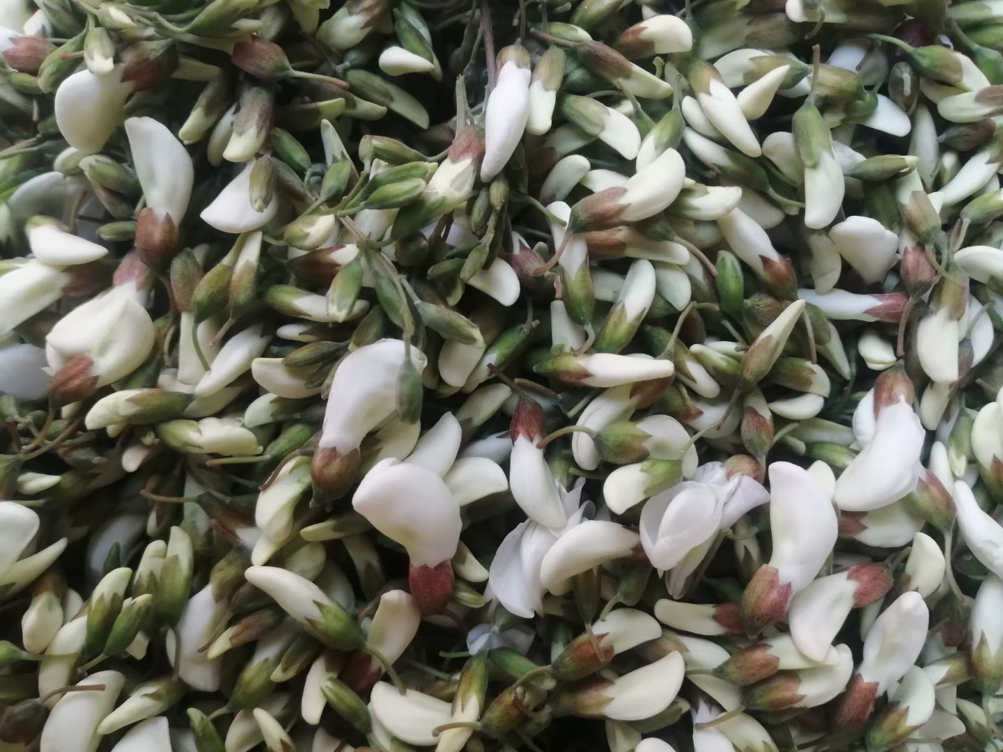 鲜洋槐花可做到 6 月一号,现摘现发,保证质量,洋槐花