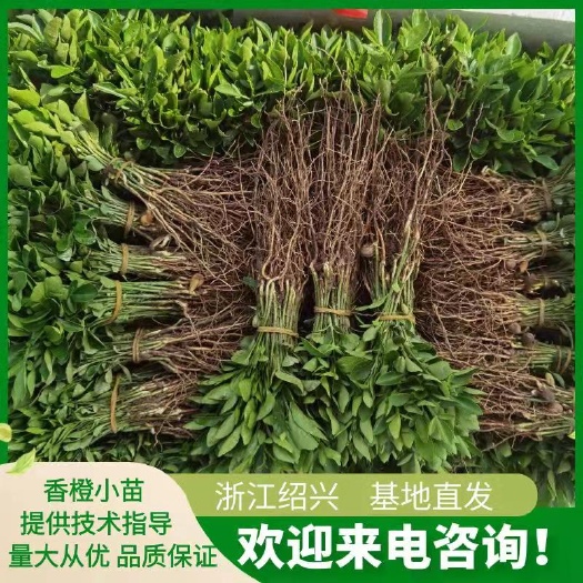 新昌县香橙苗 香橙小苗 香橙芽苗 根系发达 容易成活 浙江绍兴 基