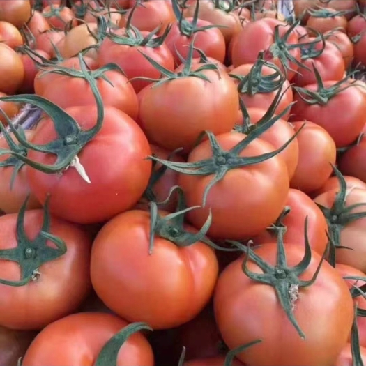 大红西红柿 一手货源，全国发货。