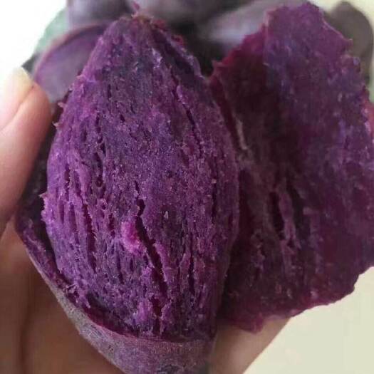 红薯苗 紫薯苗，非转基因，货源充足，产地直供，量大从优