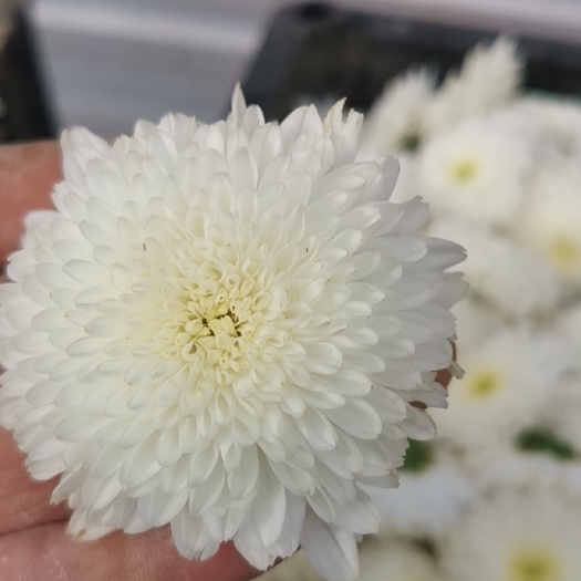 亳州菊花苗