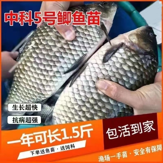 长沙现货鲫鱼苗中科3号5号中科三号五号中科湘云鲫彭泽鲫水花苗
