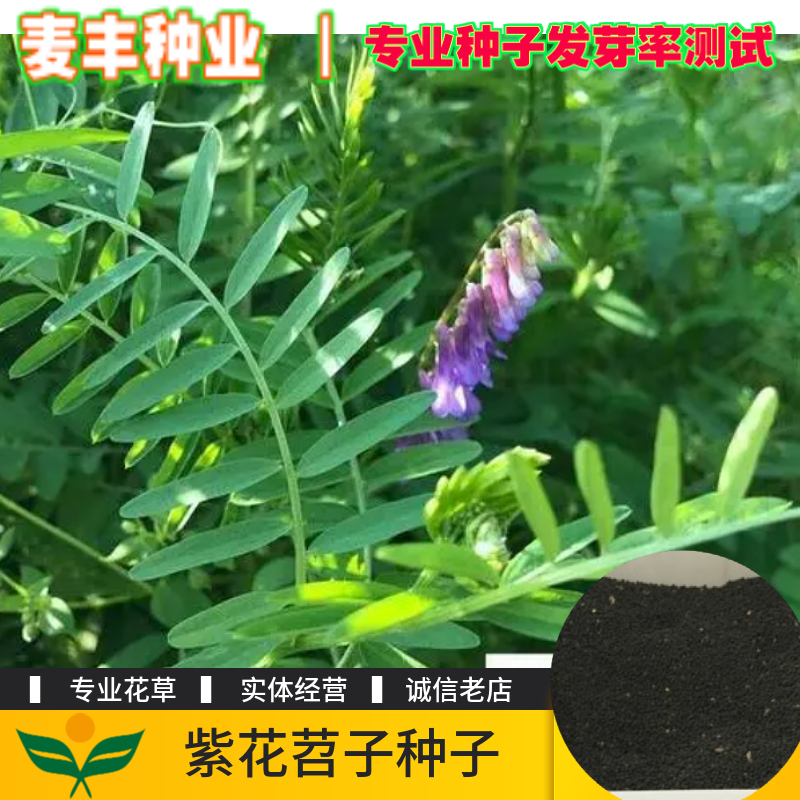 南京紫花苕子种子 窄叶野豌豆 高速路绿化护坡固土多年生小灌木