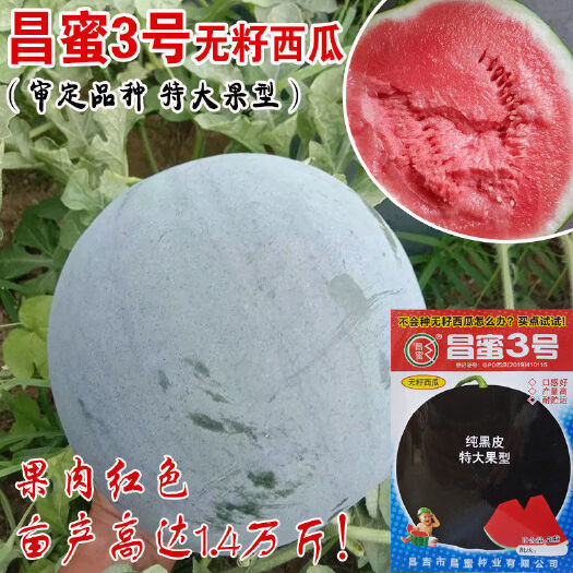 沭阳县黑皮西瓜种子 昌蜜3号西瓜种子黑皮无籽西瓜种超甜薄皮西瓜红瓤