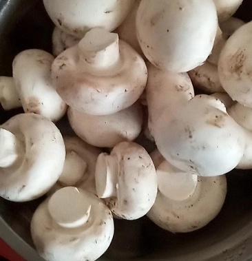曲周县 白蘑双孢菇菌种，食用菌菌种母种原种栽培种一级二级三级种