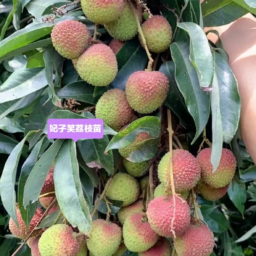 灵山县妃子笑荔枝苗 核小肉厚汁多早熟品种